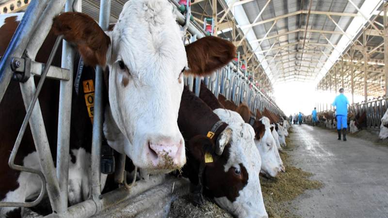 Kavga ettiği amcasını sokak ortasında tabancayla vurdu